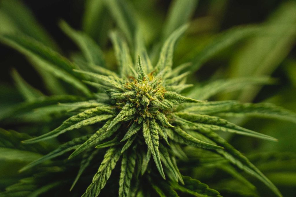 orange kush thcv blog
