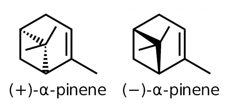 cannabis terpenes cultivar alpha pinene