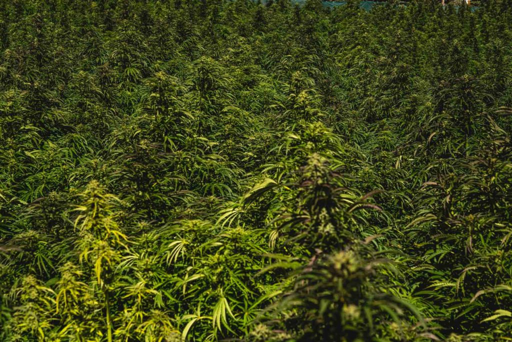 marijuana terpenes cultivar alpha pinene