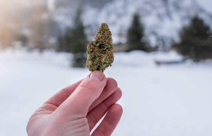 organic colorado weed